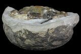 D Fossil Crab (Pulalius) Washington - Washington State #67570-3